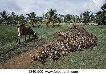 Stock Image - Man herding a flock of ducks, Kuttanad, Alappuzha District, Kerala, India. Fotosearch
