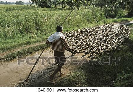 Man herding a flock of ducks, Kuttanad, Alappuzha District, Kerala, India View Large Photo Image Stock Image - Man herding a flock of ducks, Kuttanad, Alappuzha District, Kerala, India. Fotosearch