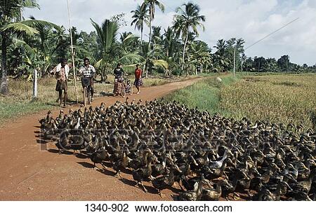 Man herding a flock of ducks, Kuttanad, Alappuzha District, Kerala, India View Large Photo Image Stock Image - Man herding a flock of ducks, Kuttanad, Alappuzha District, Kerala, India. Fotosearch