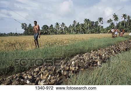 Man herding a flock of ducks, Kuttanad, Alappuzha District, Kerala, India View Large Photo Image Stock Image - Man herding a flock of ducks, Kuttanad, Alappuzha District, Kerala, India. Fotosearch