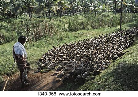 Man herding a flock of ducks, Kuttanad, Alappuzha District, Kerala, India View Large Photo Image Stock Photo - Man herding a flock of ducks, Kuttanad, Alappuzha District, Kerala, India. Fotosearch
