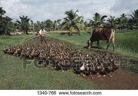 Man herding a flock of ducks, Kuttanad, Alappuzha District, Kerala, India View Large Photo Image Stock Photograph - Man herding a flock of ducks, Kuttanad, Alappuzha District, Kerala, India. Fotosearch