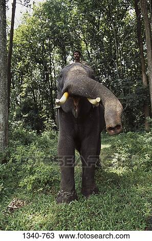 Man riding an elephant in a forest at a traditional Elephant Day celebration, Indira Gandhi National Park, Coimbatore, Tamil Nadu, India View Large Photo Image Stock Image - Man riding an elephant in a forest at a traditional Elephant Day celebration, Indira Gandhi National Park, Coimbatore, Tamil Nadu, India. Fotosearch
