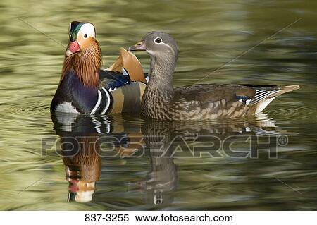 Stock Photography - Mandarin duck (Aix galericulata) pair swimming in water. Fotosearch