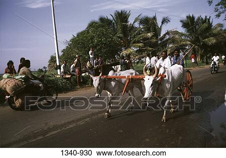 Men participating in a traditional bullock cart race, Madurai, Tamil Nadu, India View Large Photo Image Stock Image - Men participating in a traditional bullock cart race, Madurai, Tamil Nadu, India. Fotosearch