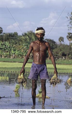 Stock Photography - Mid adult man holding bundles of rice paddy seedlings in a field, Tamil Nadu, India. Fotosearch