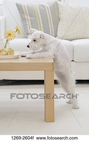 Miniature Schnauzer dog leaning on a table View Large Photo Image Stock Image - Miniature Schnauzer dog leaning on a table. Fotosearch