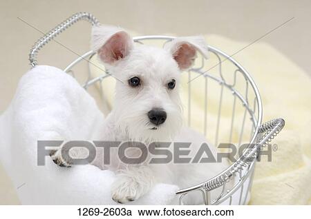 Miniature Schnauzer puppy in a basket View Large Photo Image Stock Image - Miniature Schnauzer puppy in a basket. Fotosearch