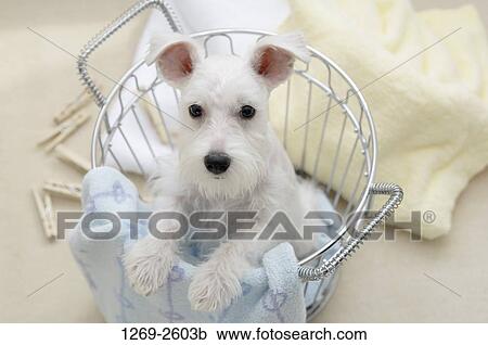 Miniature Schnauzer puppy in a basket View Large Photo Image Stock Image - Miniature Schnauzer puppy in a basket. Fotosearch