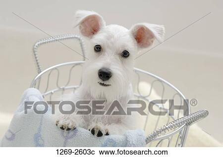 Miniature Schnauzer puppy in a basket View Large Photo Image Stock Image - Miniature Schnauzer puppy in a basket. Fotosearch