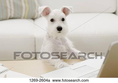 Miniature Schnauzer puppy in front of a laptop View Large Photo Image Stock Image - Miniature Schnauzer puppy in front of a laptop. Fotosearch