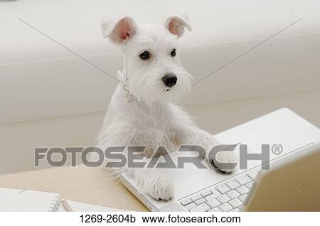Miniature Schnauzer puppy leaning on a laptop View Large Photo Image Stock Image - Miniature Schnauzer puppy leaning on a laptop. Fotosearch