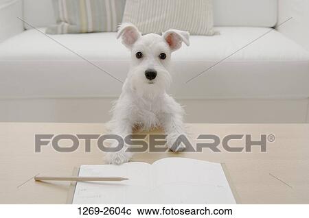 Miniature Schnauzer puppy leaning on a table in front of a book View Large Photo Image Stock Image - Miniature Schnauzer puppy leaning on a table in front of a book. Fotosearch
