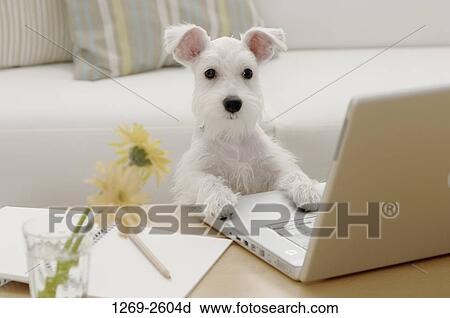 Miniature Schnauzer puppy leaning on a laptop View Large Photo Image Stock Image - Miniature Schnauzer puppy leaning on a laptop. Fotosearch