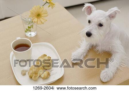 Miniature Schnauzer puppy leaning on a table View Large Photo Image Stock Image - Miniature Schnauzer puppy leaning on a table. Fotosearch