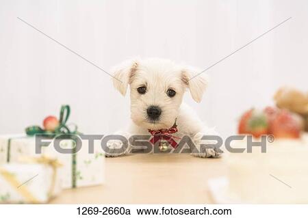 Miniature Schnauzer puppy leaning on a table View Large Photo Image Stock Image - Miniature Schnauzer puppy leaning on a table. Fotosearch