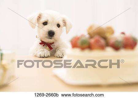 Miniature Schnauzer puppy leaning on a table and looking at food View Large Photo Image Stock Image - Miniature Schnauzer puppy leaning on a table and looking at food. Fotosearch