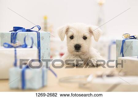 Miniature Schnauzer puppy looking at gifts View Large Photo Image Stock Image - Miniature Schnauzer puppy looking at gifts. Fotosearch