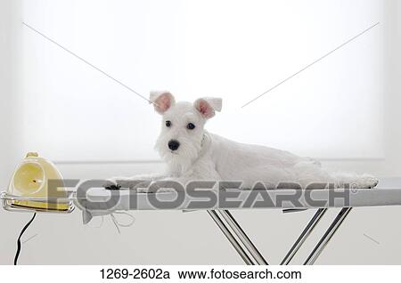 Miniature Schnauzer puppy lying on an ironing board View Large Photo Image Stock Image - Miniature Schnauzer puppy lying on an ironing board. Fotosearch