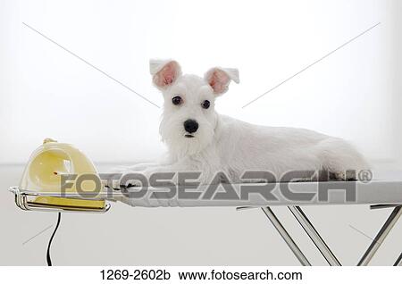 Miniature Schnauzer puppy lying on an ironing board View Large Photo Image Stock Image - Miniature Schnauzer puppy lying on an ironing board. Fotosearch