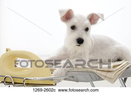 Miniature Schnauzer puppy lying on an ironing board View Large Photo Image Stock Image - Miniature Schnauzer puppy lying on an ironing board. Fotosearch