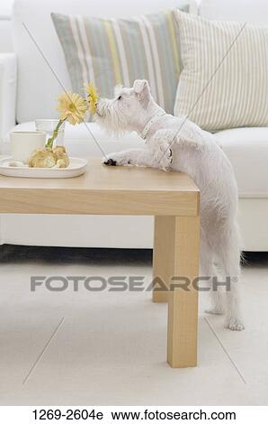 Miniature Schnauzer puppy smelling a flower View Large Photo Image Stock Image - Miniature Schnauzer puppy smelling a flower. Fotosearch