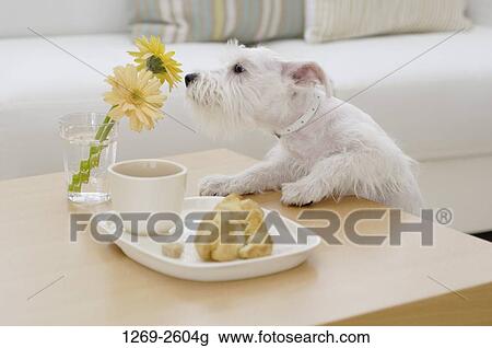 Miniature Schnauzer puppy smelling a flower View Large Photo Image Stock Image - Miniature Schnauzer puppy smelling a flower. Fotosearch