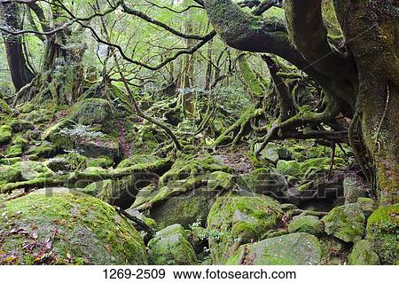 Moss covered stones in a forest, Shiratani Unsuikyo, Yakushima Island, Kagoshima Prefecture, Japan View Large Photo Image Stock Photo - Moss covered stones in a forest, Shiratani Unsuikyo, Yakushima Island, Kagoshima Prefecture, Japan. Fotosearch