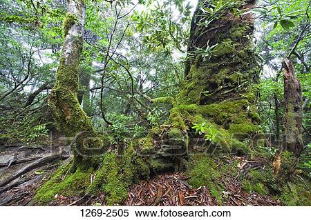 Moss covered trees in a forest, Mt Miyanoura, Yakushima Island, Kagoshima Prefecture, Japan View Large Photo Image Stock Photography - Moss covered trees in a forest, Mt Miyanoura, Yakushima Island, Kagoshima Prefecture, Japan. Fotosearch