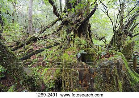 Stock Image - Moss covered trees in a forest, Yakusugi Forest, Yakushima Island, Kagoshima Prefecture, Japan. Fotosearch