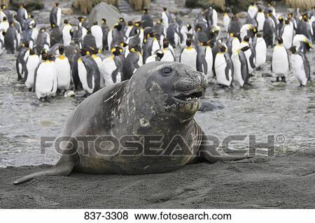 Northern Elephant seal (Mirounga angustirostris) with penguins in the background, South Sandwich Islands, Antarctica View Large Photo Image Stock Photo - Northern Elephant seal (Mirounga angustirostris) with penguins in the background, South Sandwich Islands, Antarctica. Fotosearch