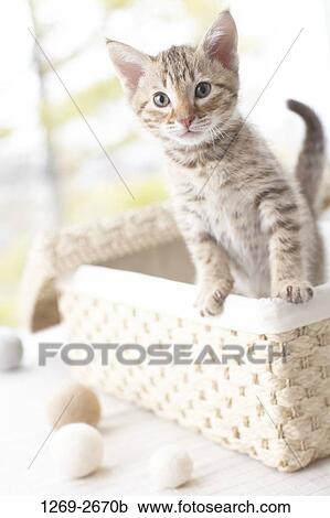 Ocicat kitten in a basket View Large Photo Image Stock Image - Ocicat kitten in a basket. Fotosearch