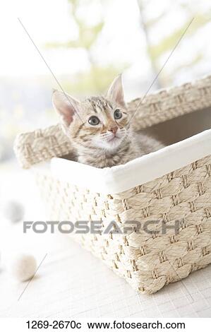 Stock Image - Ocicat kitten in a basket. Fotosearch