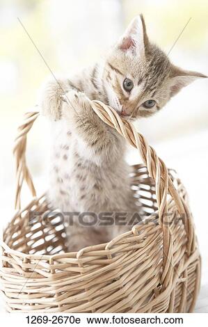 Ocicat kitten in a basket View Large Photo Image Stock Image - Ocicat kitten in a basket. Fotosearch