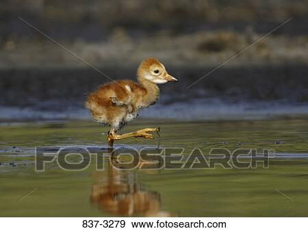 One day old Sandhill crane (Grus canadensis) chick wading in water View Large Photo Image Stock Photo - One day old Sandhill crane (Grus canadensis) chick wading in water. Fotosearch