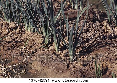 Onion plants growing in a field View Large Photo Image Stock Image - Onion plants growing in a field. Fotosearch