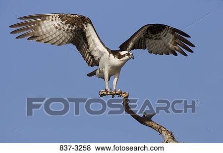 Osprey (Pandion haliaetus) perching on a branch View Large Photo Image Stock Photo - Osprey (Pandion haliaetus) perching on a branch. Fotosearch
