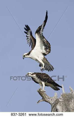 Pair of ospreys (Pandion haliaetus) mating View Large Photo Image Stock Image - Pair of ospreys (Pandion haliaetus) mating. Fotosearch