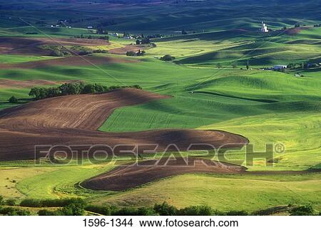 Panoramic view of a landscape, Palouse, Whitman County, Washington State, USA View Large Photo Image Picture - Panoramic view of a landscape, Palouse, Whitman County, Washington State, USA. Fotosearch