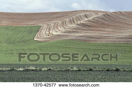 Panoramic view of fields, Palouse, Washington State, USA View Large Photo Image Stock Photo - Panoramic view of fields, Palouse, Washington State, USA. Fotosearch