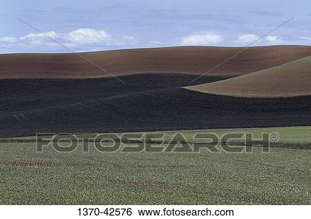Stock Photograph - Panoramic view of fields, Palouse, Washington State, USA. Fotosearch