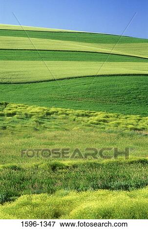Stock Photo - Panoramic view of wheat fields, Palouse, Whitman County, Washington State, USA. Fotosearch