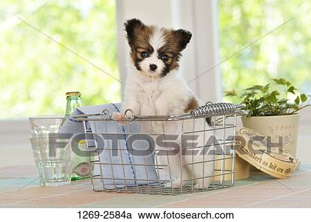 Papillon puppy in a basket View Large Photo Image Stock Image - Papillon puppy in a basket. Fotosearch