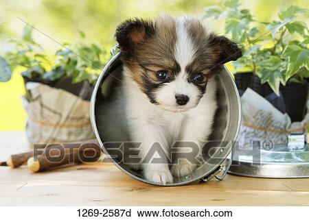 Papillon puppy in a bucket View Large Photo Image Stock Image - Papillon puppy in a bucket. Fotosearch