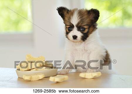 Papillon puppy looking at dog biscuits View Large Photo Image Stock Image - Papillon puppy looking at dog biscuits. Fotosearch