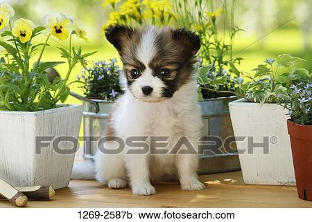 Papillon puppy sitting between potted plants View Large Photo Image Stock Image - Papillon puppy sitting between potted plants. Fotosearch