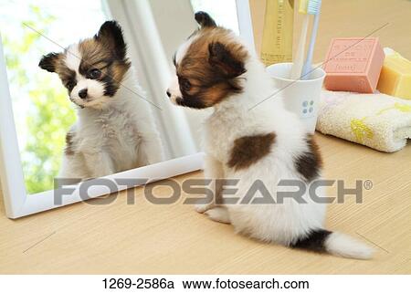 Papillon puppy sitting in front of a mirror View Large Photo Image Stock Image - Papillon puppy sitting in front of a mirror. Fotosearch
