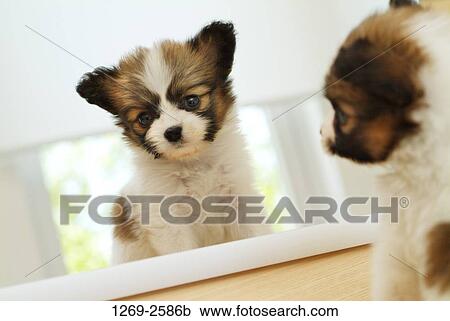 Papillon puppy sitting in front of a mirror View Large Photo Image Stock Image - Papillon puppy sitting in front of a mirror. Fotosearch