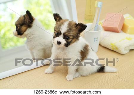 Papillon puppy sitting in front of a mirror View Large Photo Image Stock Image - Papillon puppy sitting in front of a mirror. Fotosearch