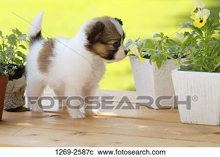 Papillon puppy standing between potted plants View Large Photo Image Stock Image - Papillon puppy standing between potted plants. Fotosearch